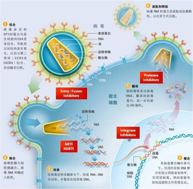 需要强调的是,hiv-1在感染和复制的过程中,最突出的特点是其逆转录酶