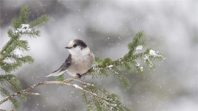 今日小雪（图4）
