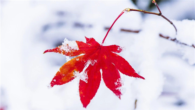 今日小雪（图12）