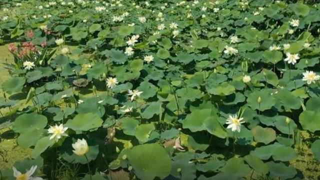 太空荷花等品种千余个 中国荷莲基因库在重庆大足区建设完成