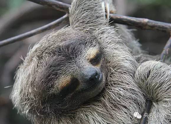 动物界各式各样的睡姿,你见过几种?